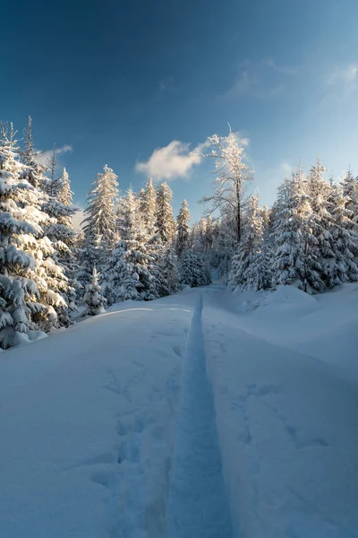 Winter Mountains Wirth Narrow Snowcapped Hiking Trail Frozen Trees Blue — Stockfoto