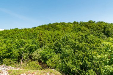 Hill covered by fresh green springtime deciudous forest with clear sky above - Chmelova hill in Biele Karpaty mountains in Slovakia
