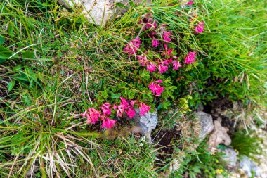 İtalya 'nın Dolomites dağlarındaki Latemar dağ grubunda çiçek açan Rhododendron hirsutum bitkileri