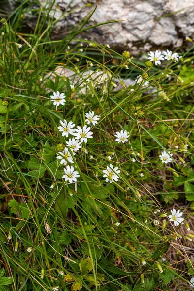 Flowering Stellaria Holostea Plants Piatra Iorgovanului Hill Summit Retezat Mountains — Stock Photo, Image