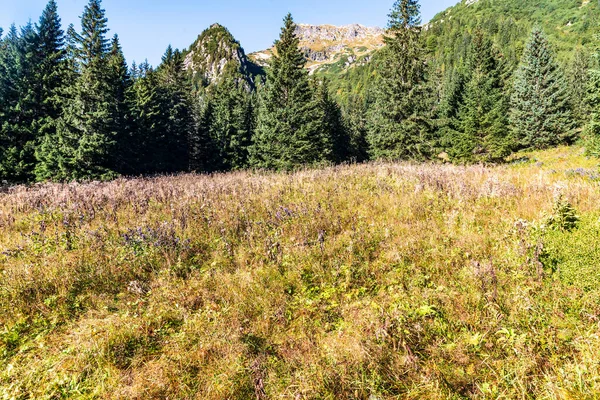 Late Summer Mountain Meadow Spruce Trees Partly Rocky Hills Background — Stock Photo, Image