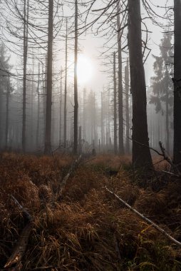 Czech 'teki Moravskoslezske Beskydy dağlarındaki Maly Polom tepesinde sonbahar sonu sisli yaprak döken orman - Slovakya sınırları