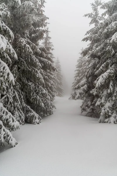 Winterberge Mit Bäumen Schneebedeckter Piste Und Wolkenverhangenem Himmel Auf Dem — Stockfoto
