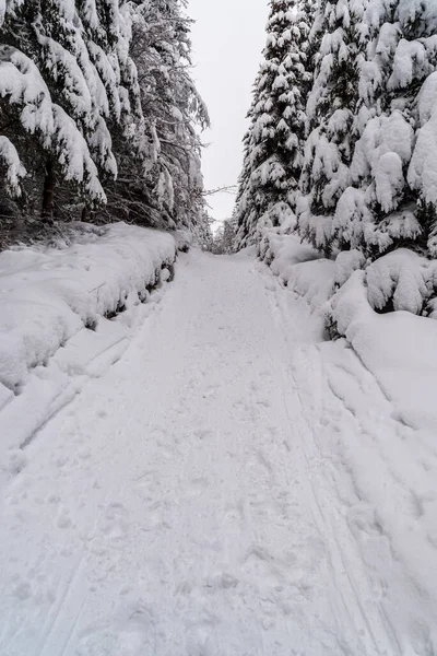 Schneebedeckter Weg Mit Umliegenden Bäumen Und Bewölktem Himmel Winter Jeseniky — Stockfoto
