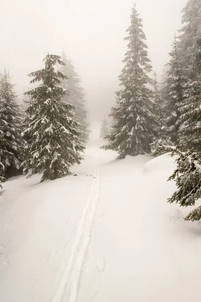 Winterliche Bergkulisse Mit Fichten Schnee Langlaufloipen Und Bewölktem Himmel Der — Stockfoto