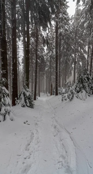 Winterwald Mit Schneebedecktem Wanderweg Und Bewölktem Himmel Unter Dem Berg — Stockfoto