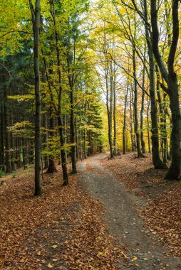 Çek Cumhuriyeti 'nin Vsetinske Vrchy Dağları' ndaki Solan tepesi yakınlarında düşen yapraklarla kaplı sonbahar ormanı