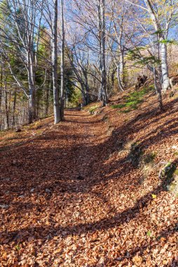 Scenery of autumn forest with footpath covered by fallen leabes and clear sky in Slezske Beskydy mountains on czech - polish border
