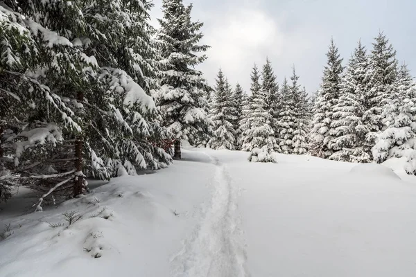Winter Den Moravskoslezske Beskiden Mit Schneebäumen Und Schmalem Fußweg — Stockfoto
