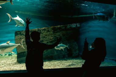 Manila Ocean Park, Metro Manila, Filipinler, 28 Kasım 2021 'de akvaryum izlemeyi seven insanlar.