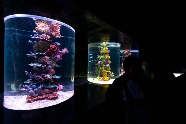 Pessoas Que Gostam Assistir Aquário Manila Ocean Park Metro Manila — Fotografia de Stock