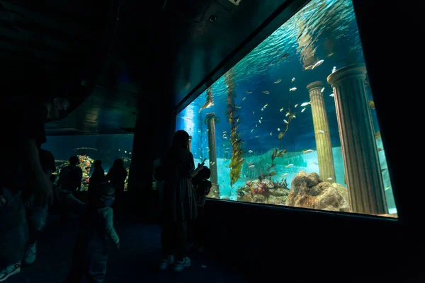 Ludzie Którzy Lubią Oglądać Akwarium Manila Ocean Park Metro Manila — Zdjęcie stockowe