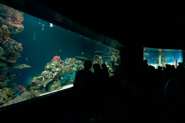 Menschen Die Gerne Aquarium Manila Ocean Park Metro Manila Philippinen — Stockfoto