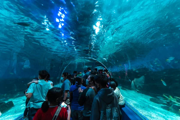 Personer Som Gillar Att Titta Akvarium Manila Ocean Park Metro — Stockfoto