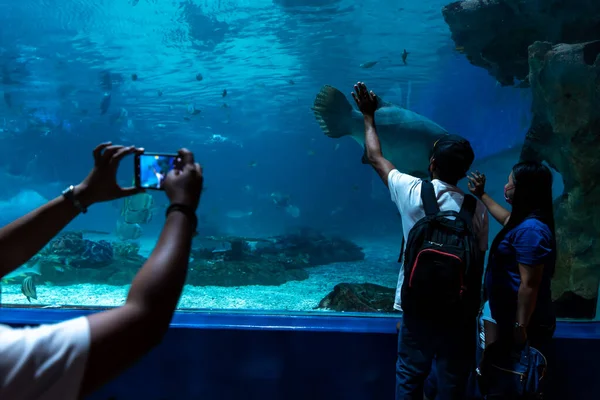 Pessoas Que Gostam Assistir Aquário Manila Ocean Park Metro Manila — Fotografia de Stock