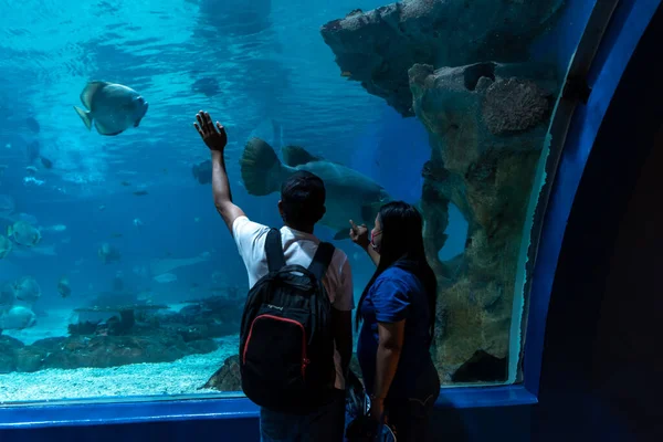 Personas Que Disfrutan Viendo Acuario Manila Ocean Park Metro Manila — Foto de Stock