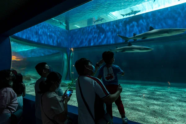 Personer Som Gillar Att Titta Akvarium Manila Ocean Park Metro — Stockfoto