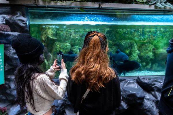 Mensen Die Graag Naar Het Aquarium Kijken Manila Ocean Park — Stockfoto