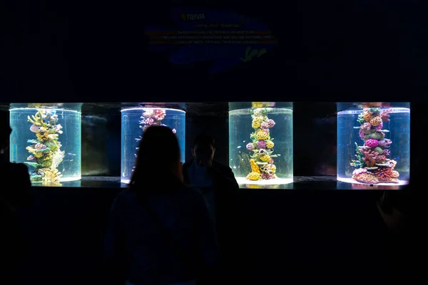 Persone Che Amano Guardare Acquario Manila Ocean Park Metro Manila — Foto Stock