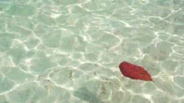 A brown leaf floating in the sea with clear water with sand and sun reflection as background. brown leaves floating on the sea. loneley leaf