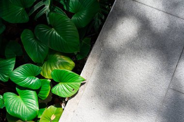Lay out the creative frame of a tropical flat nature. Real leaves with white copy space background.