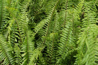 Fern forest. Tropical leaves Tuber Sword Fern, Fern leaves,green leaves with dark green filter.green leaves background.