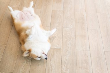 Corgi lying on his stomach. portrait of a funny Corgi