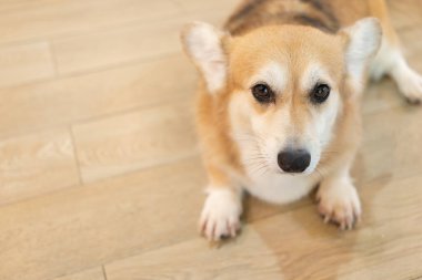 Adult corgi looking around on the wooden ground. Cute Puppy Corgi is lying on the floor 