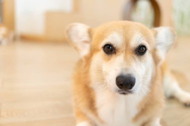 Adult corgi looking around on the wooden ground. Cute Puppy Corgi is lying on the floor 