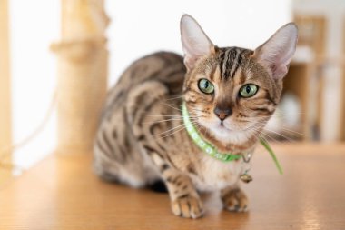 cute cat looking around, concept of pets, domestic animals. Close-up portrait of cat sitting down looking around