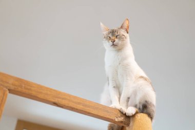 cat sitting on wooden beams