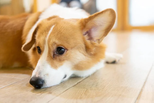 Adult Corgi Looking Wooden Ground Cute Puppy Corgi Lying Floor — Zdjęcie stockowe