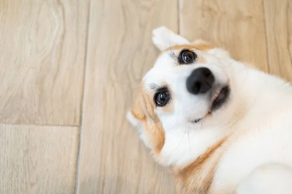 Adult corgi looking around on the wooden ground. Cute Puppy Corgi is lying on the floor