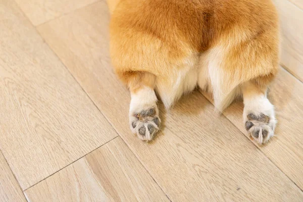 Corgis butt. The pads on the paws are seen. Image with selective focus. Closeup of cardigan welsh corgi butt lying on its stomach