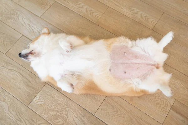 Corgi Lying His Stomach Portrait Funny Corgi — Zdjęcie stockowe