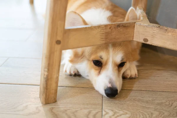 Adult Corgi Looking Wooden Ground Cute Puppy Corgi Lying Floor — Zdjęcie stockowe