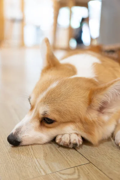 Adult Corgi Looking Wooden Ground Cute Puppy Corgi Lying Floor — Zdjęcie stockowe