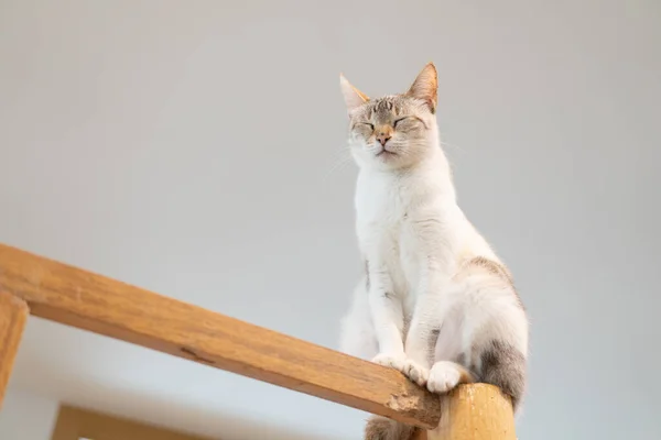 Cat Sitting Wooden Beams — 스톡 사진