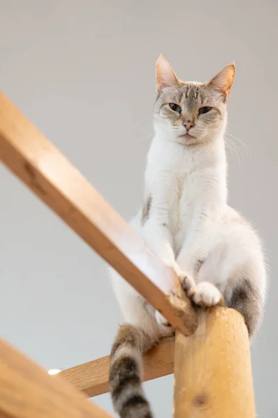 Cat Sitting Wooden Beams — 스톡 사진