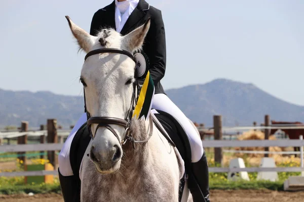 Gray dressage horse head