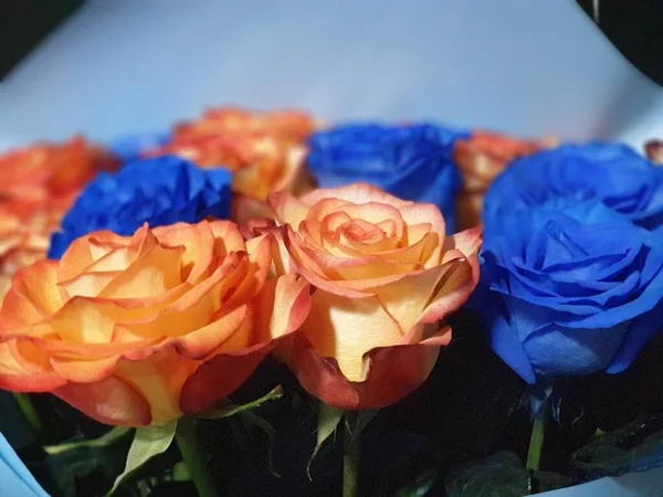 Beautiful Roses Background Blue Pink Rose Summer — Zdjęcie stockowe
