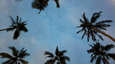 Güzel palmiye yaprakları ve kumsal mavi gökyüzüne karşı