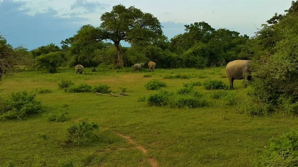 Elephant Herd Savannah Sri Lanka Africa — ストック写真