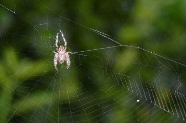 Örümceğin yakın görüntüsü