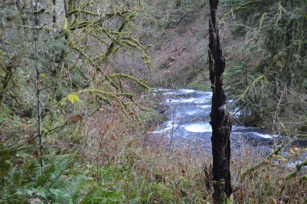 春雨过后 瀑布落在森林里 — 图库照片