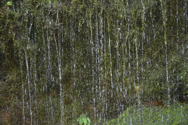 Water Drops Falling Moss — Stock Photo, Image