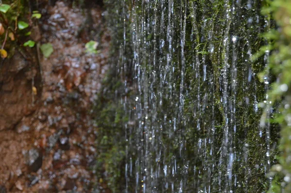 Gotas Água Caindo Musgo — Fotografia de Stock