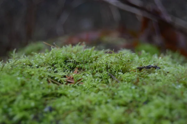 Green Moss Tree — Stock Photo, Image