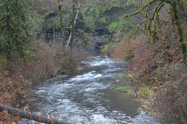 Belle Cascade Dans Forêt — Photo