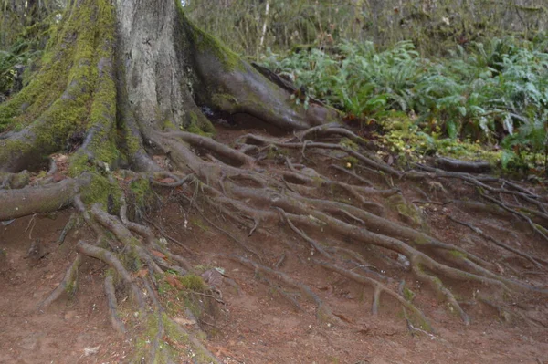 Raíces Árboles Árbol Viejo —  Fotos de Stock